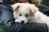 ADULTE ET CHIEN 301